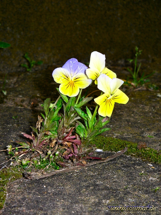 Durch jede Lcke zwngt sich die Natur ins Freie        (aufgenommen am 08.08.2007)